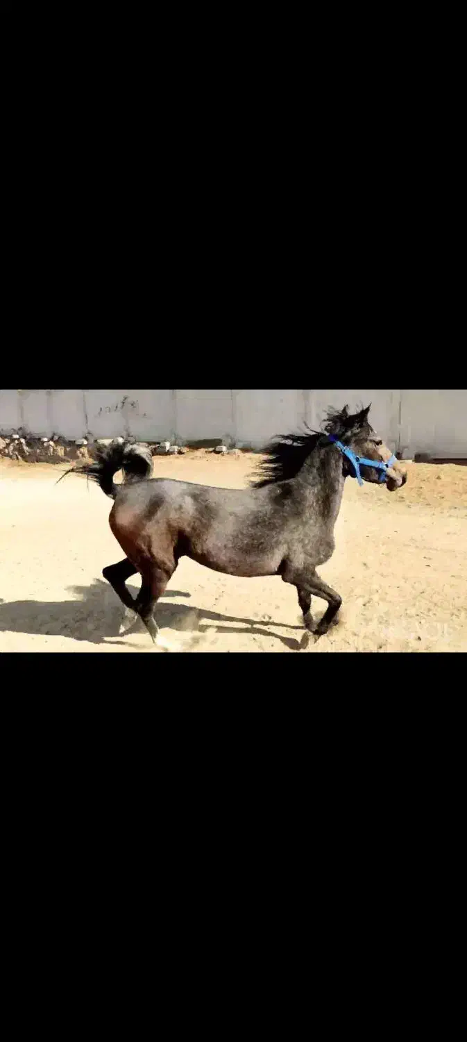 اسب|اسب و تجهیزات اسب‌سواری|صحنه, |دیوار