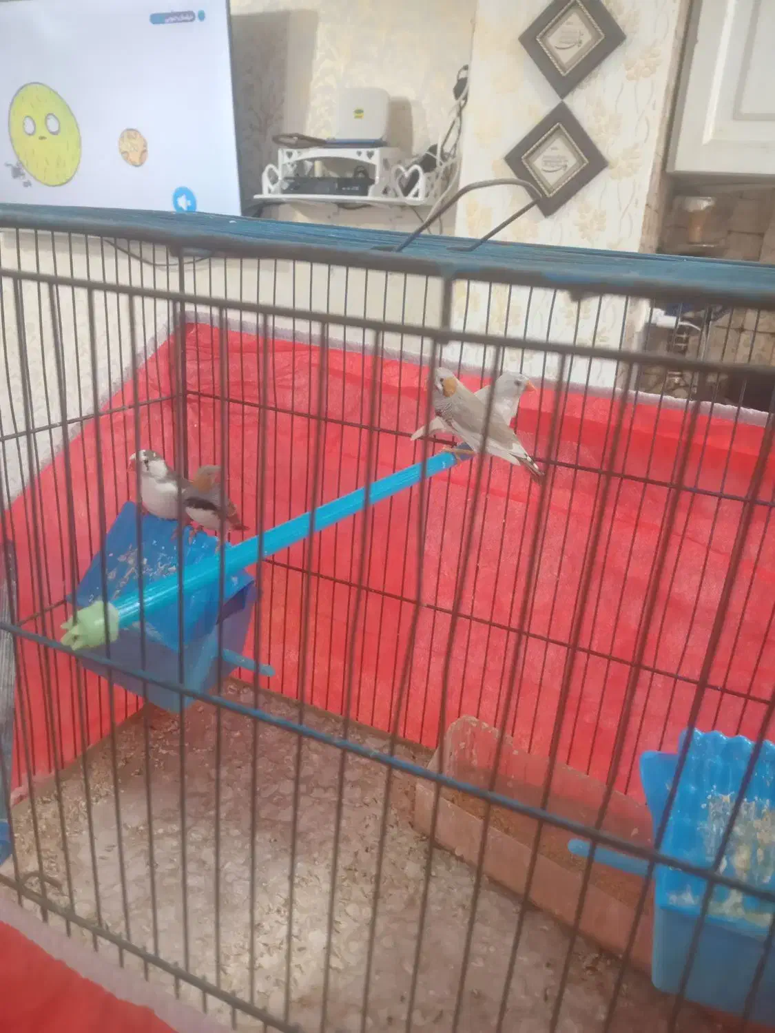 ۴ عدد فنج|پرنده|قرچک, پویینک|دیوار