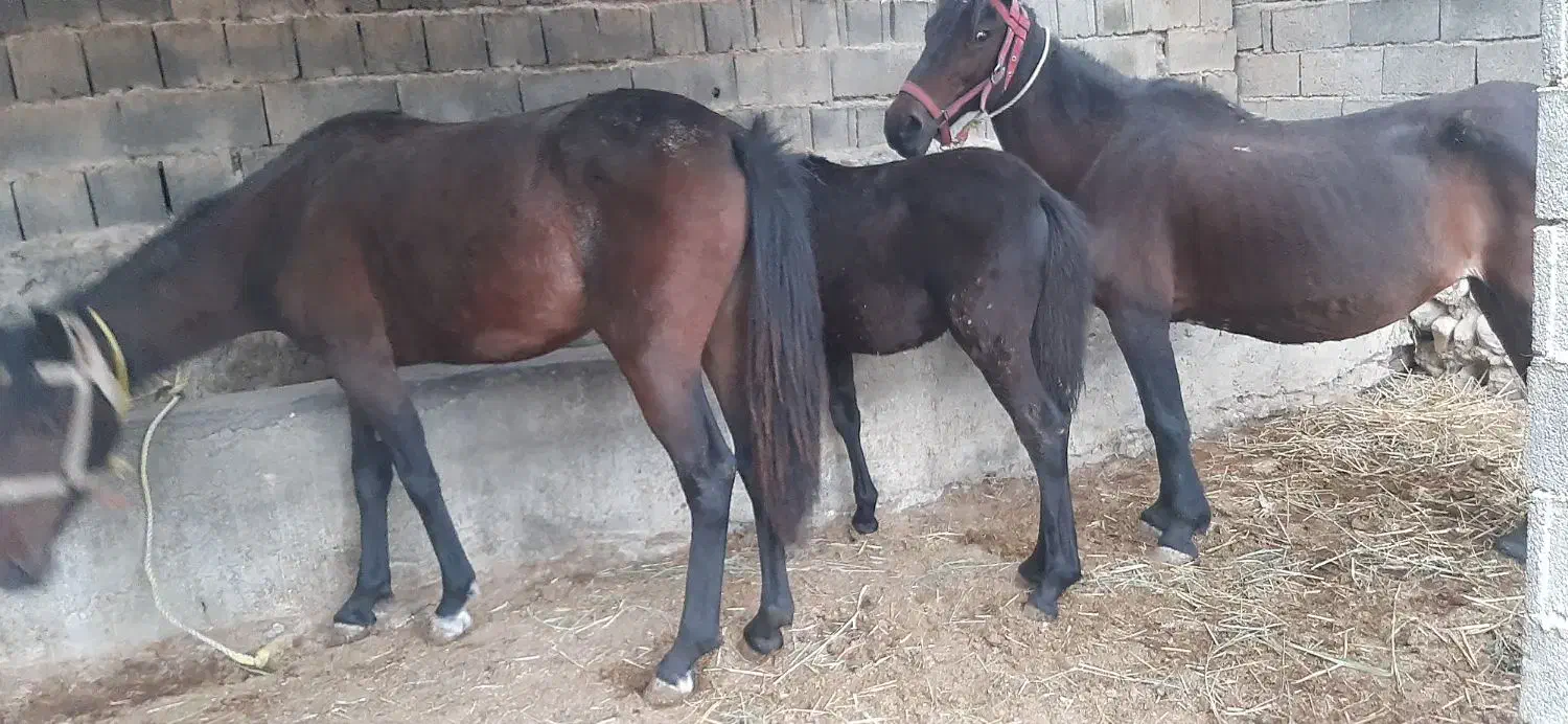 اسب|حیوانات مزرعه|ساری, |دیوار