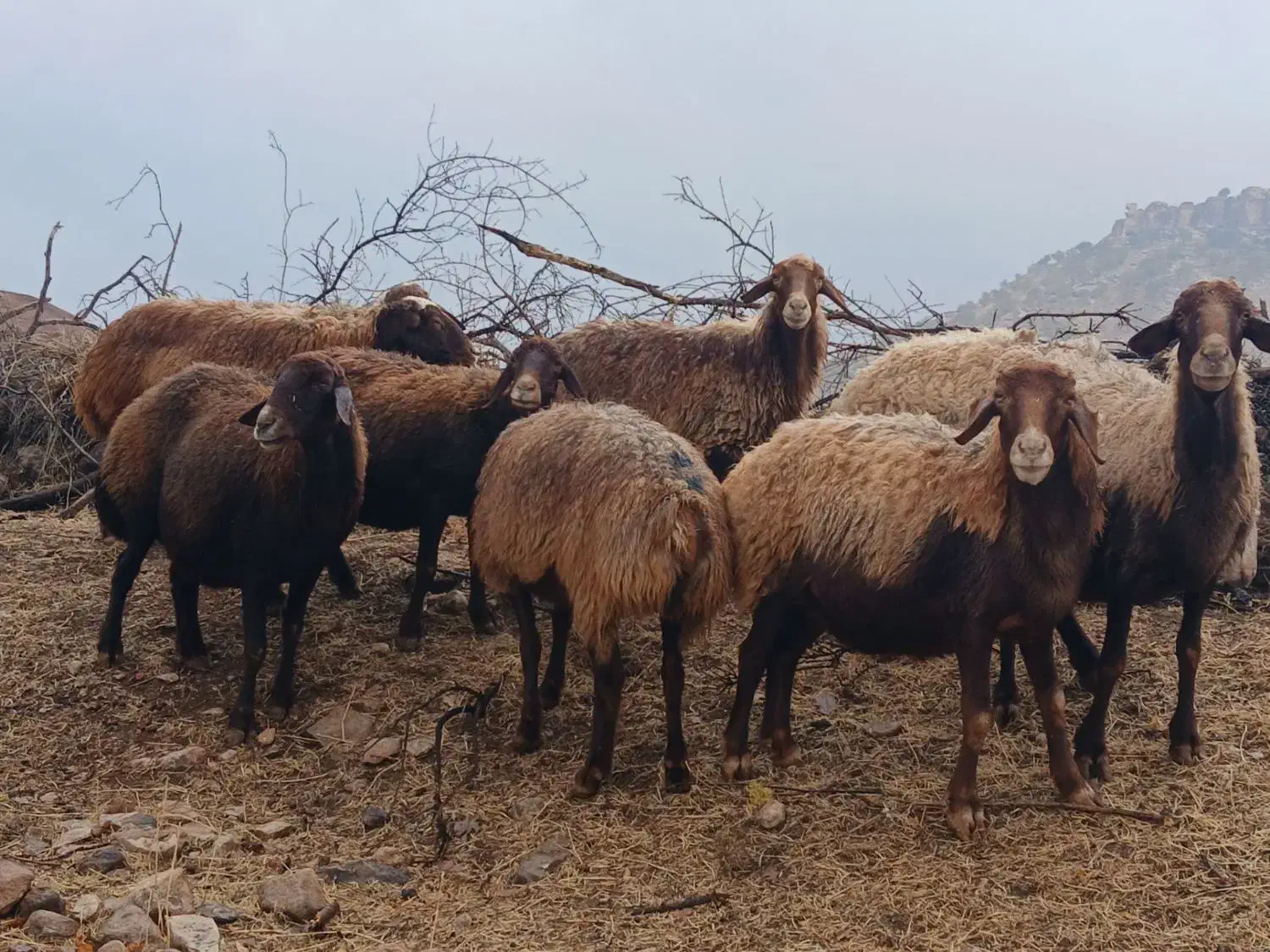 10عدد گوسفند داشتی|حیوانات مزرعه|کوهدشت, |دیوار