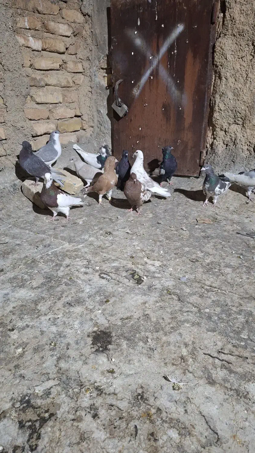 کفتر بهبونی پلاکی قاطی|پرنده|شیراز, شهرک کوشکک|دیوار