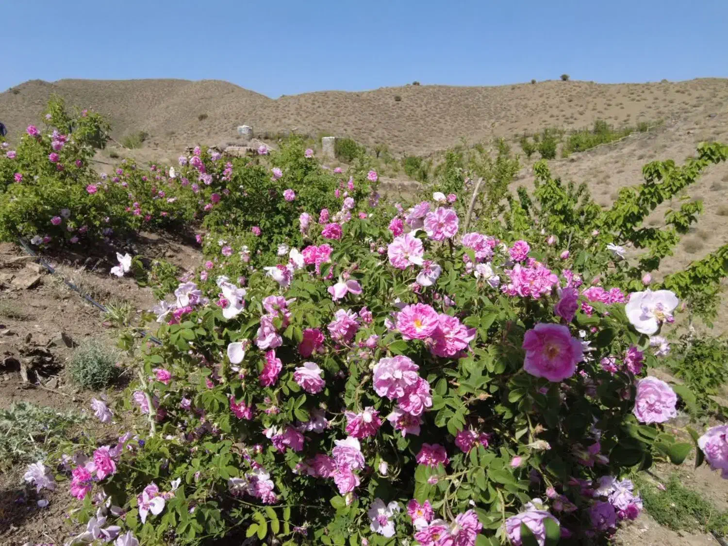 باغ دویست متری زردین آقا بزرگی با انواع درخت میوه|فروش خانه و ویلا|نیر (یزد), |دیوار