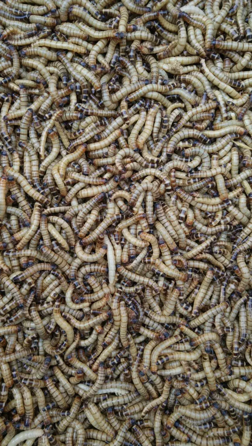 میلورم ، سوپرورم ، جیرجیرک ، دوبیا زنده و خشک|خزنده|گنبد کاووس, |دیوار