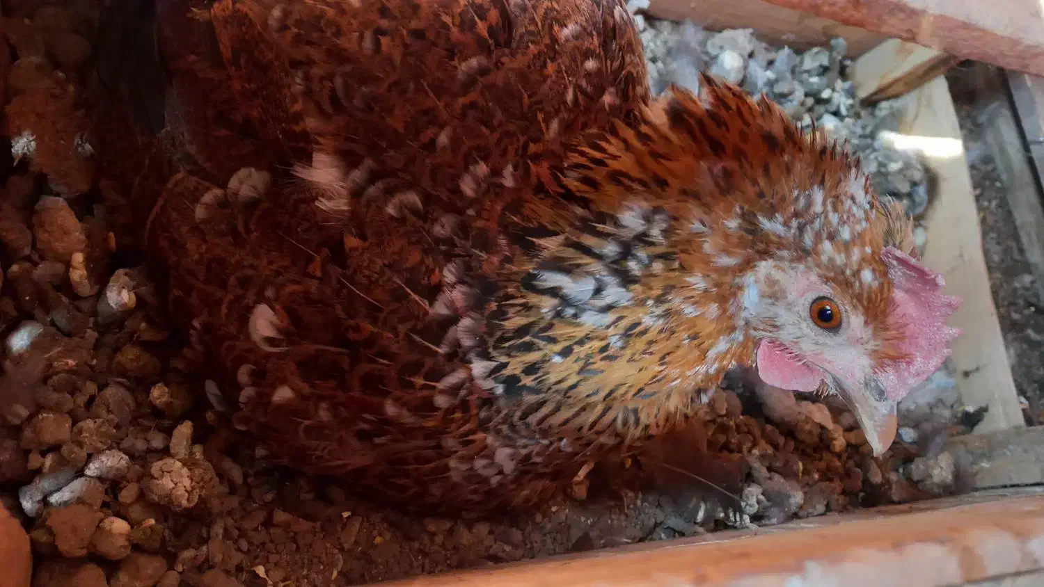 مرغ لری کرچ|حیوانات مزرعه|مبارکه, |دیوار