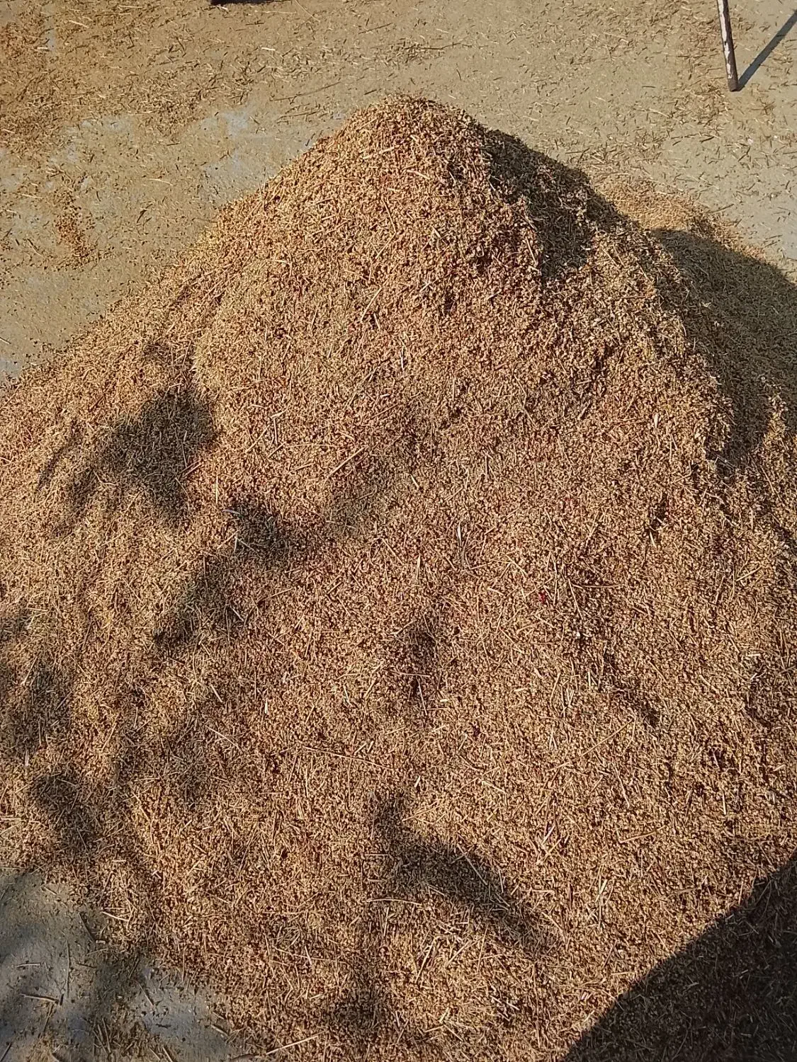 گیاه دارویی هوفاریغون|خوردنی و آشامیدنی|انزل, |دیوار