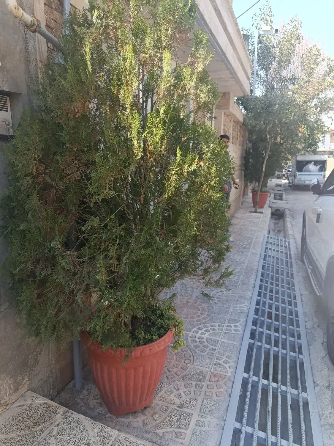 گل و گیاه|گل و گیاه طبیعی|یاسوج, |دیوار