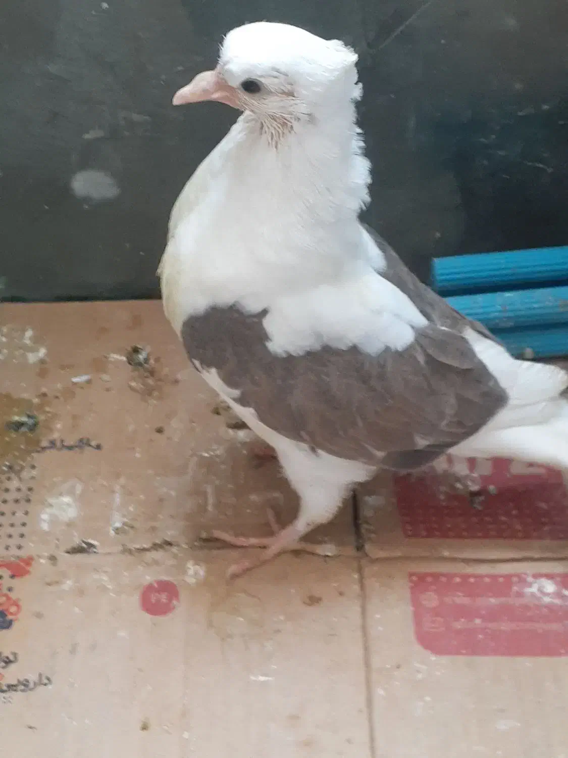 یک جوجه لکلوش تازه دان خور شده|پرنده|قم, نوبهار|دیوار