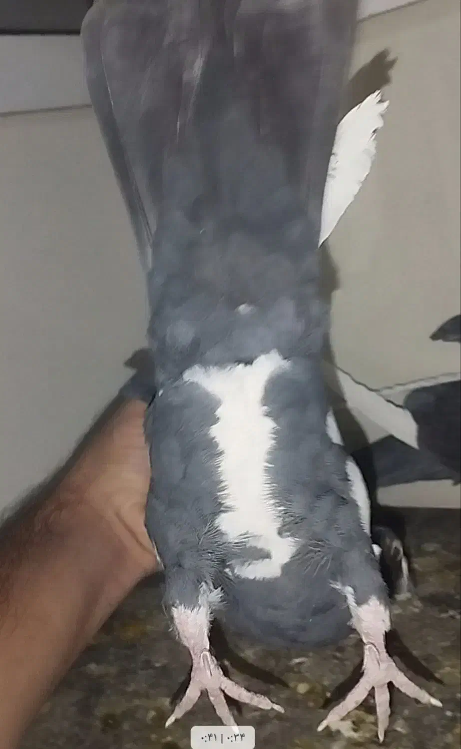 ماده پلنگ کلایی خوشگل|پرنده|رفسنجان, |دیوار