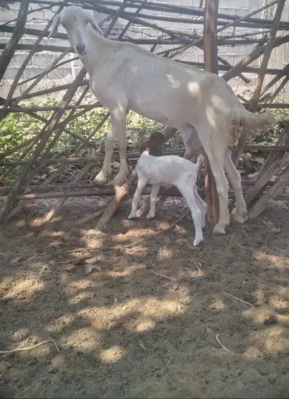 فروش بز شیری|حیوانات مزرعه|بندرعباس, |دیوار