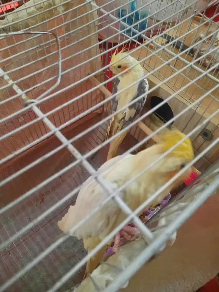 پرنده|پرنده|اصفهان, درب سیبه علیا|دیوار