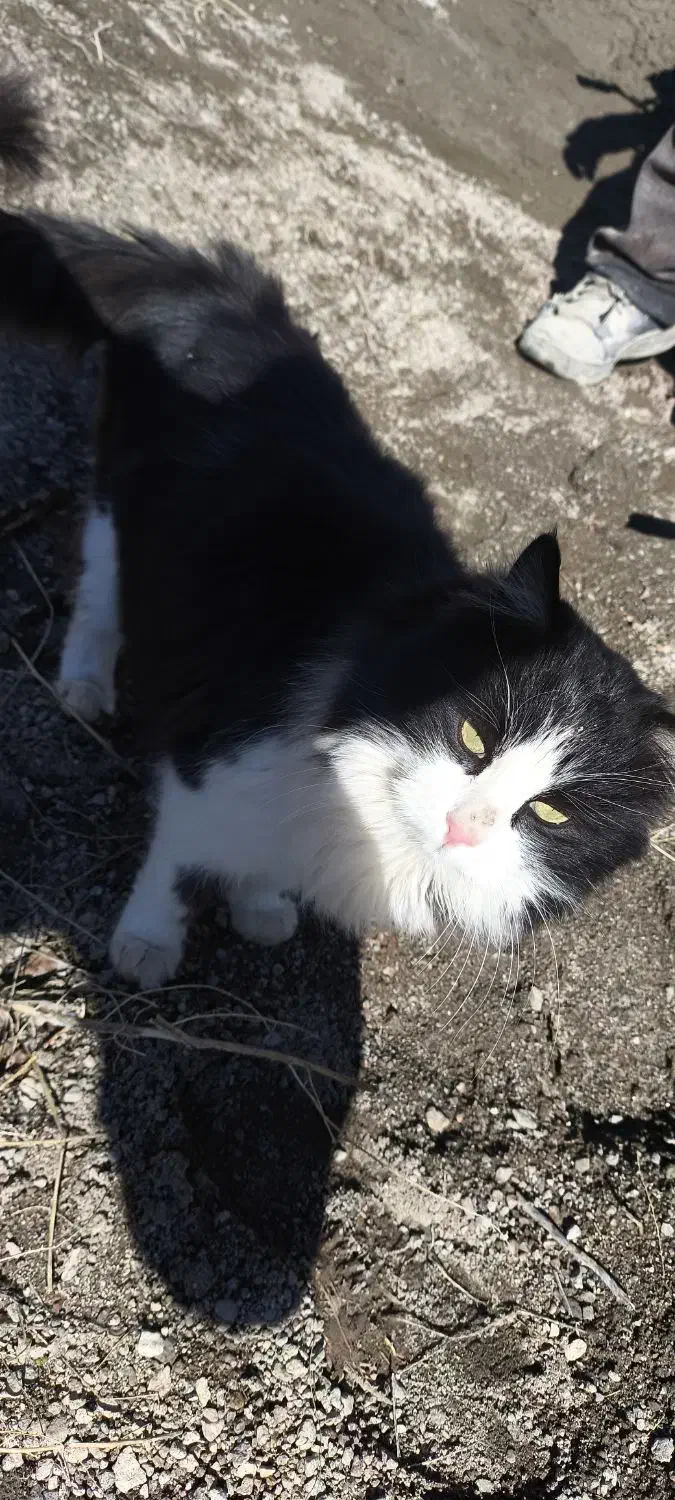 گربه مشکی|گربه|مرند, |دیوار