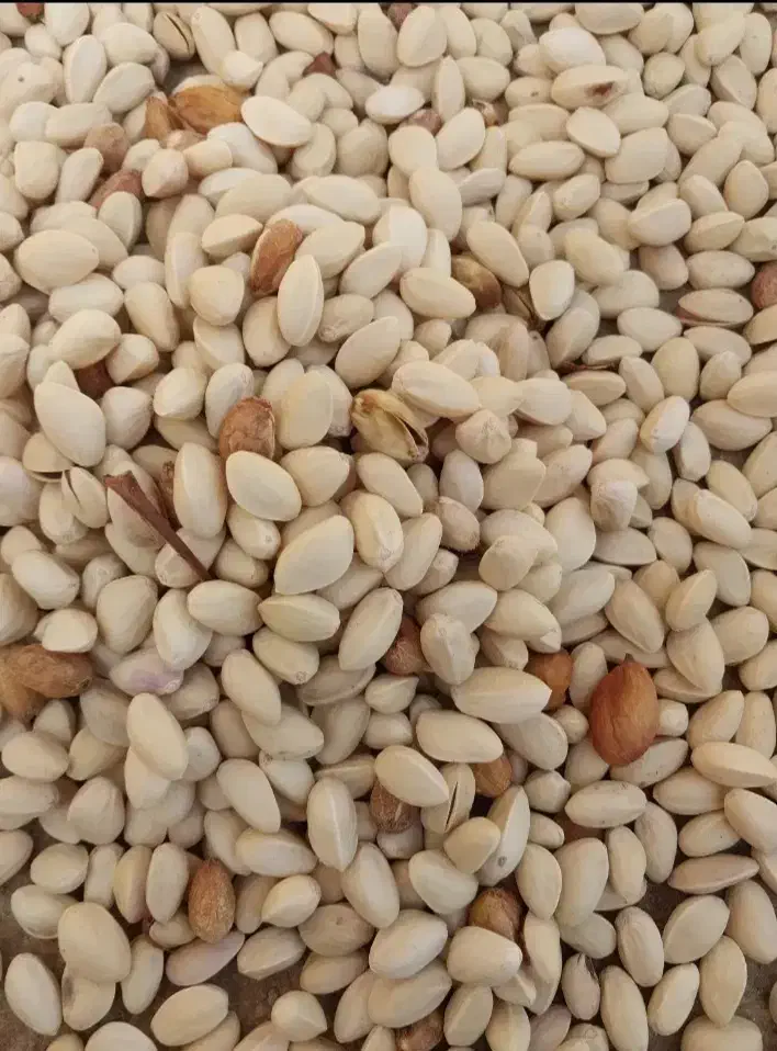 پسته پوک|خدمات باغبانی و درختکاری|رفسنجان, |دیوار