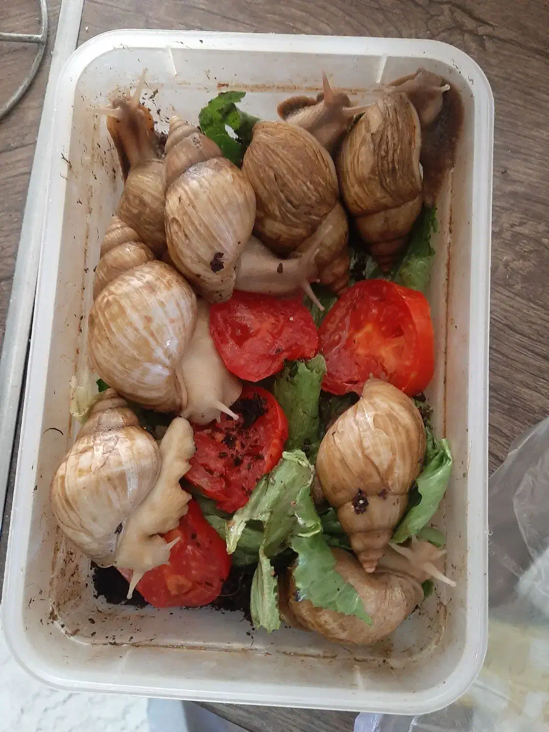 حلزون آچیتا و آلبینو|خزنده|تهران, تهرانسر شمالی|دیوار