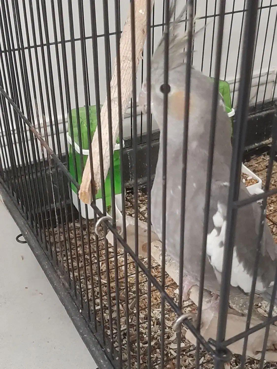 عروس هلندی|پرنده|رشت, پل تالشان|دیوار