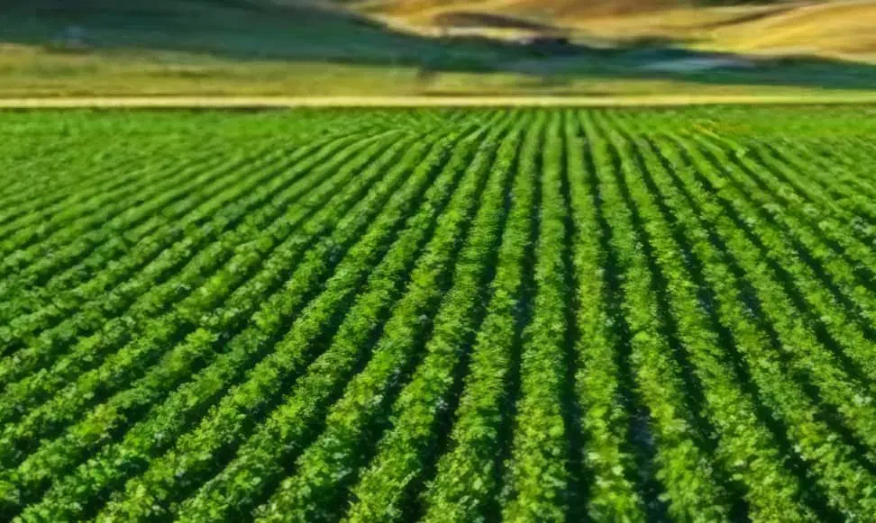 ۲هکتارنیم زمین کشاورزی مرغوب|فروش زمین و ملک کلنگی|دورود, |دیوار