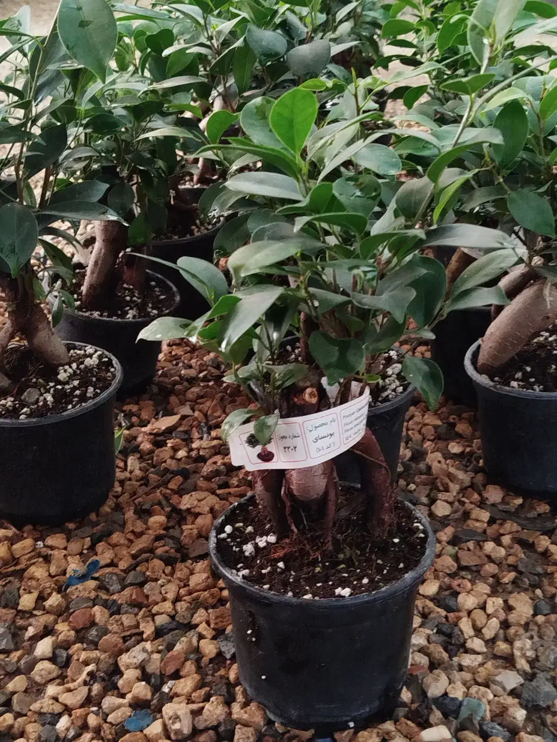 بونسای زیبای جینسینگ|گل و گیاه طبیعی|اصفهان, زاجان|دیوار