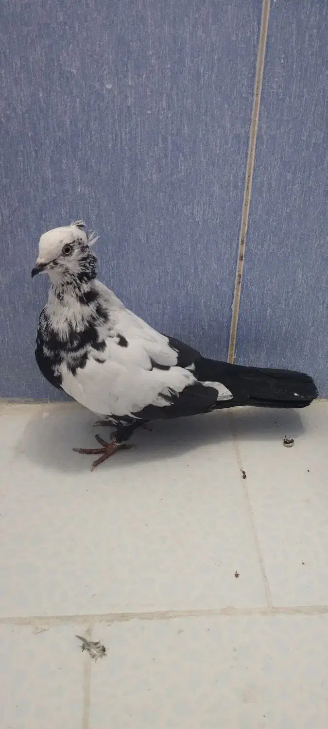 دم سیاه|پرنده|اسلام‌شهر, شهرک سعیدیه|دیوار