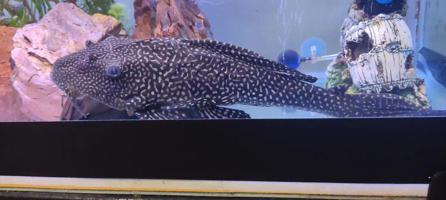 کت فیش لجن خوار اسپرت|ماهی|شیراز, پودنک|دیوار