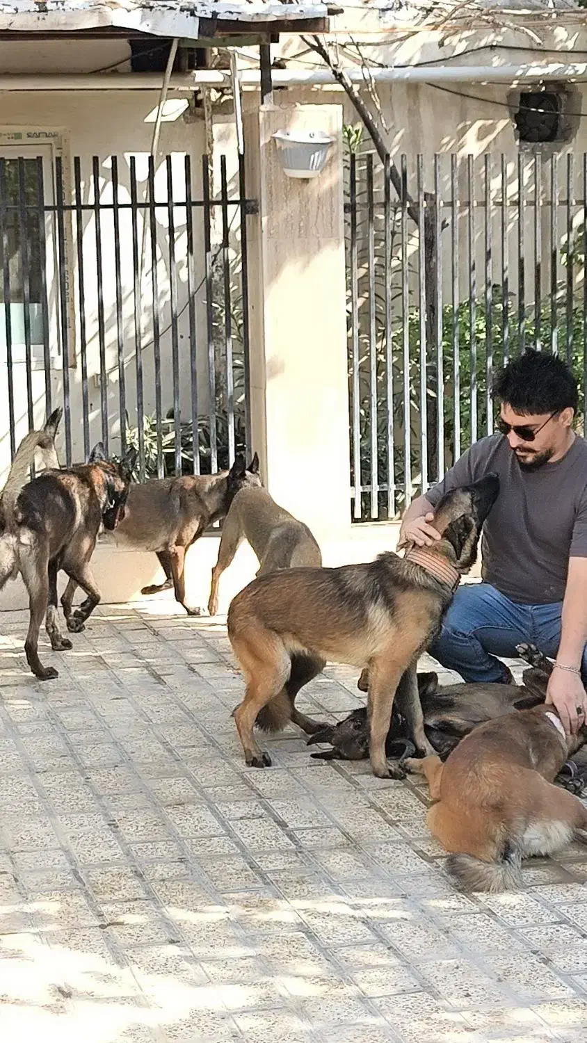 فروش توله بلژین مالینویز مالینوا اصیل گارد|سگ|رشت, پسیخان|دیوار