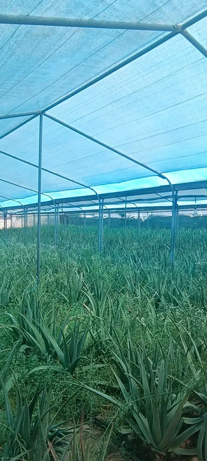 سازه گلخانه گالوانیزه جوشی کیفیت برتر|مصالح و تجهیزات ساختمان|سیاخ دارنگون, |دیوار