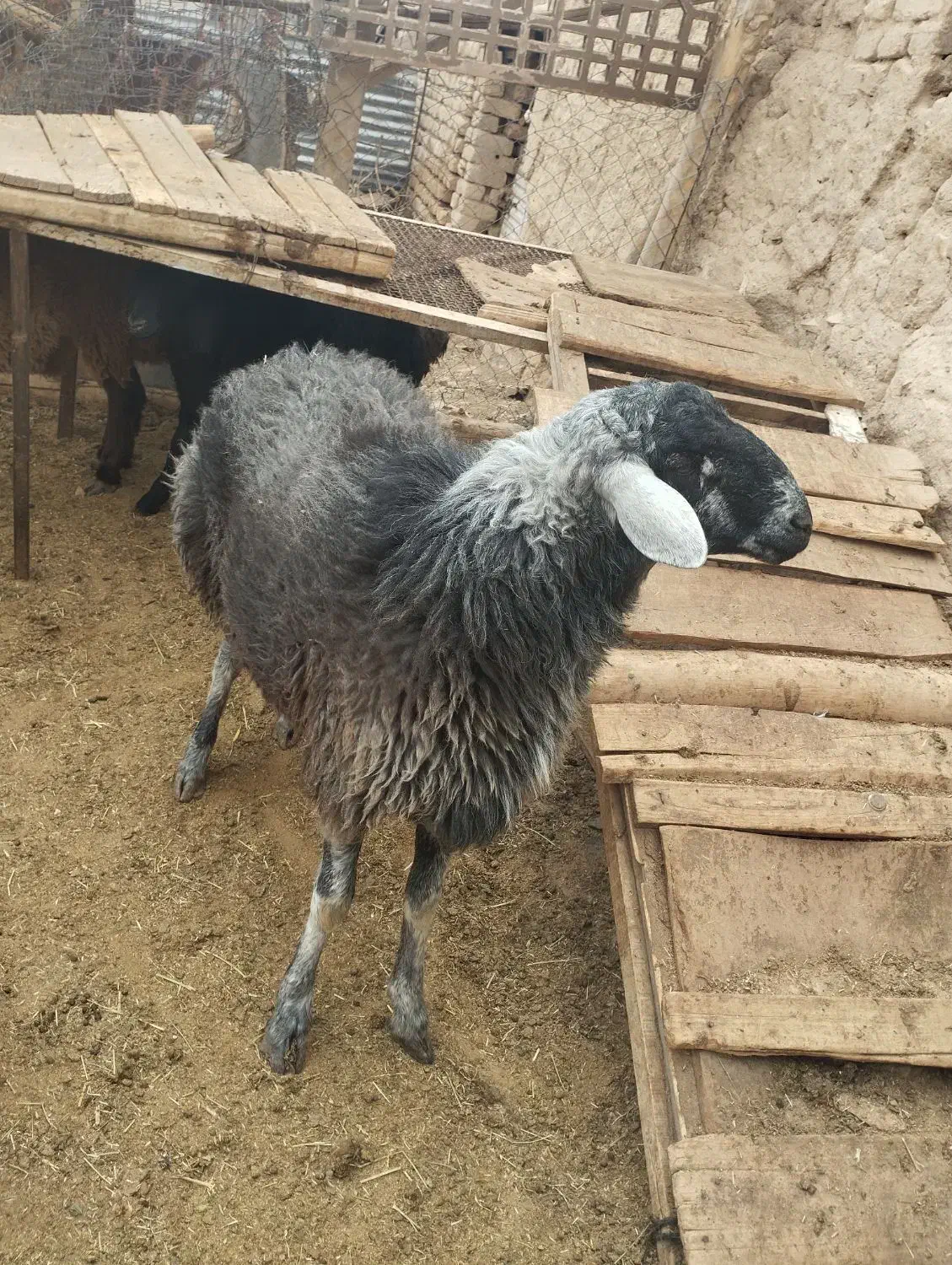 گوسفند تلخاب|حیوانات مزرعه|خنجین, |دیوار