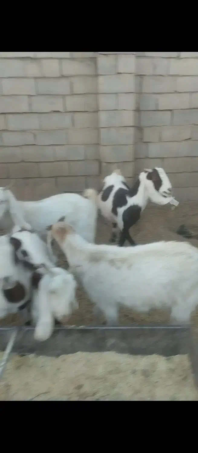 بز پاکستانی ابستن|حیوانات مزرعه|بردسکن, |دیوار