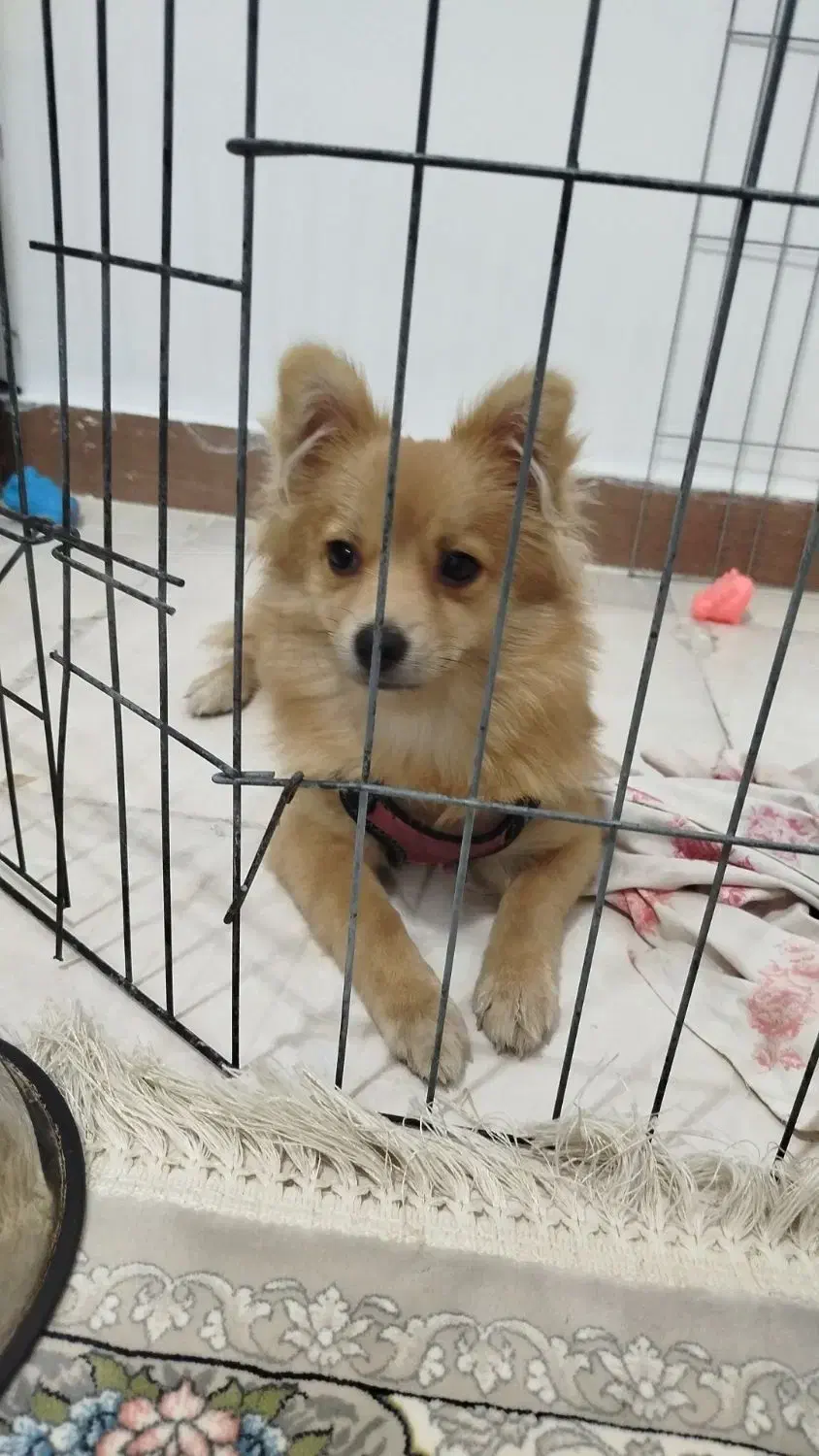 واگذاری سگ پامرانین. روباهی رایگان|سگ|خرمآباد, |دیوار