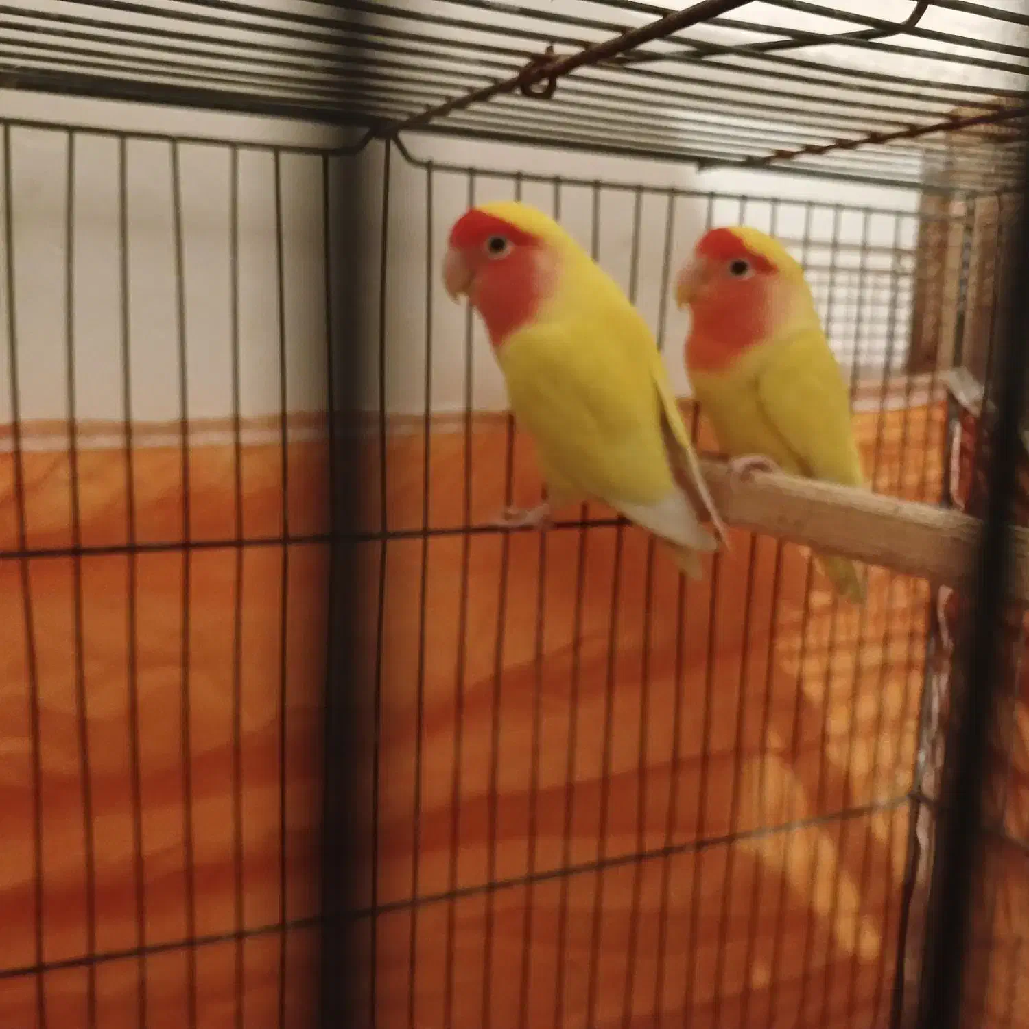 طوطی برزیلی صورت هلویی|پرنده|نکا, |دیوار