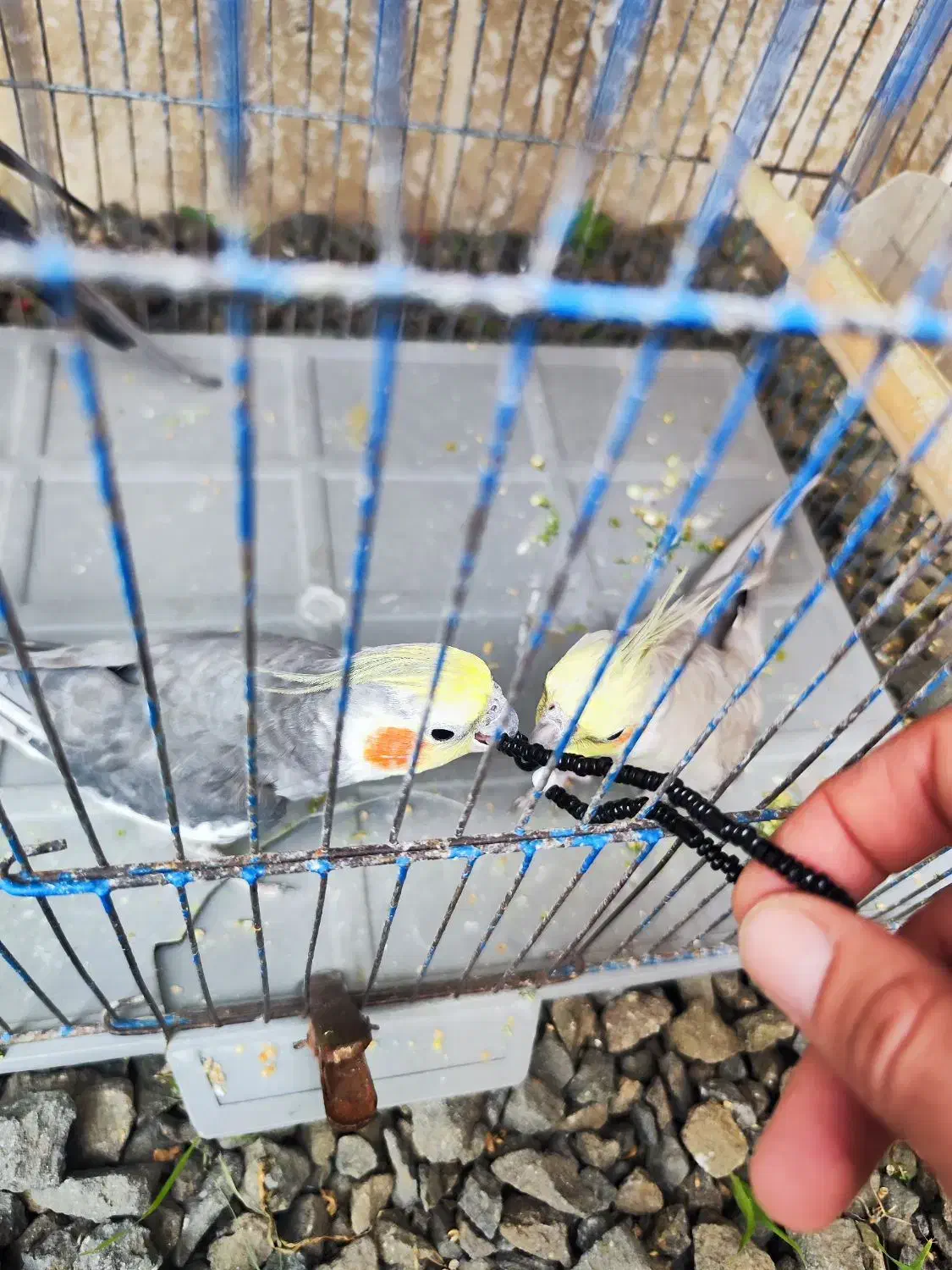 عروس هلندی نر بالغ|پرنده|تالش, هشتپر|دیوار