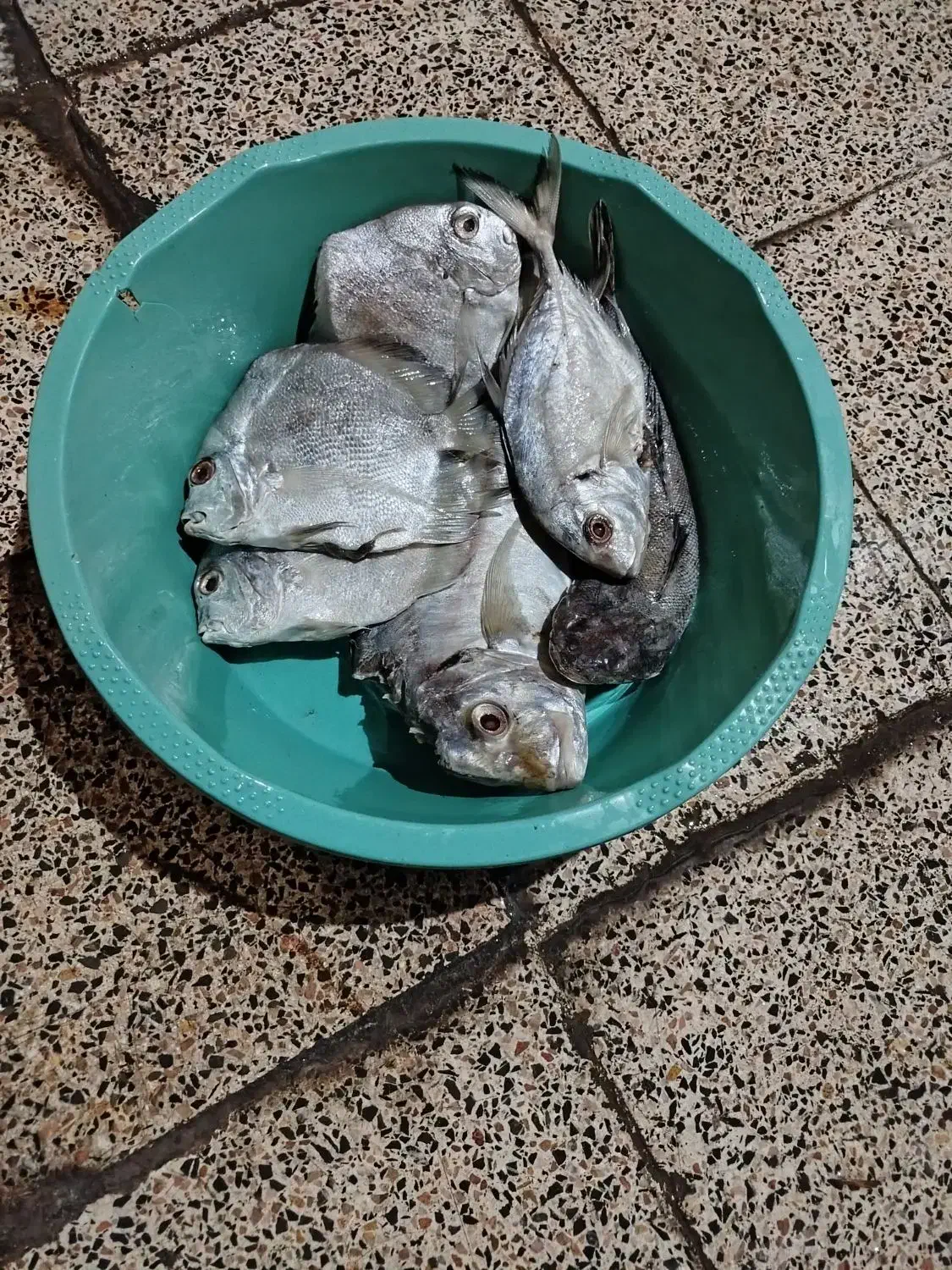 ماهی جش و عروس|ماهی|بندر ماهشهر, |دیوار