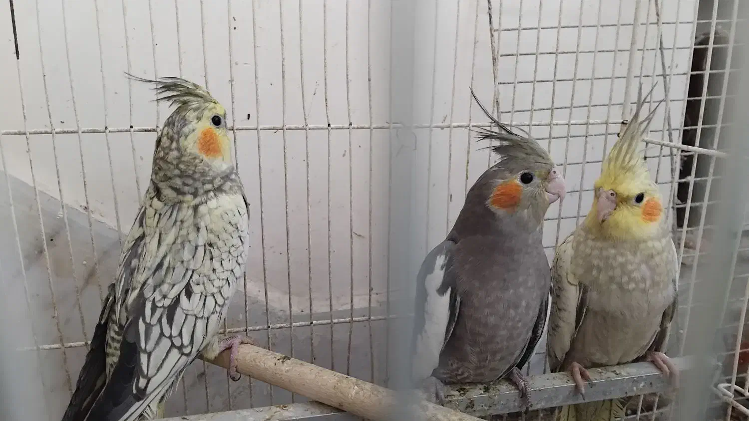 فروش عروس هلندی|پرنده|مشهد, چهارچشمه|دیوار