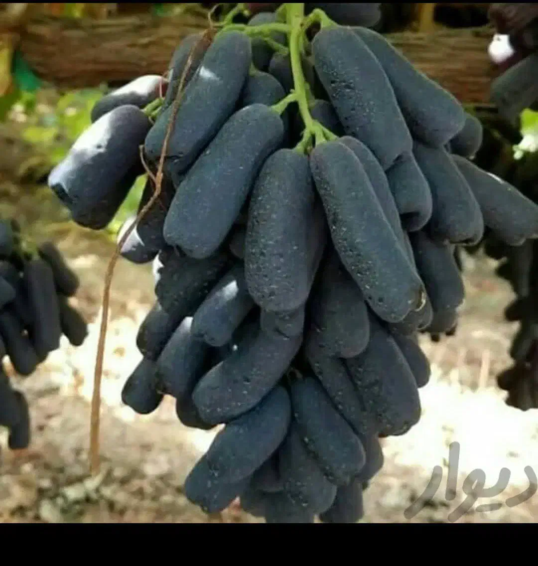 کشت بافت و اصلاح شده|خدمات باغبانی و درختکاری|سیرجان, |دیوار