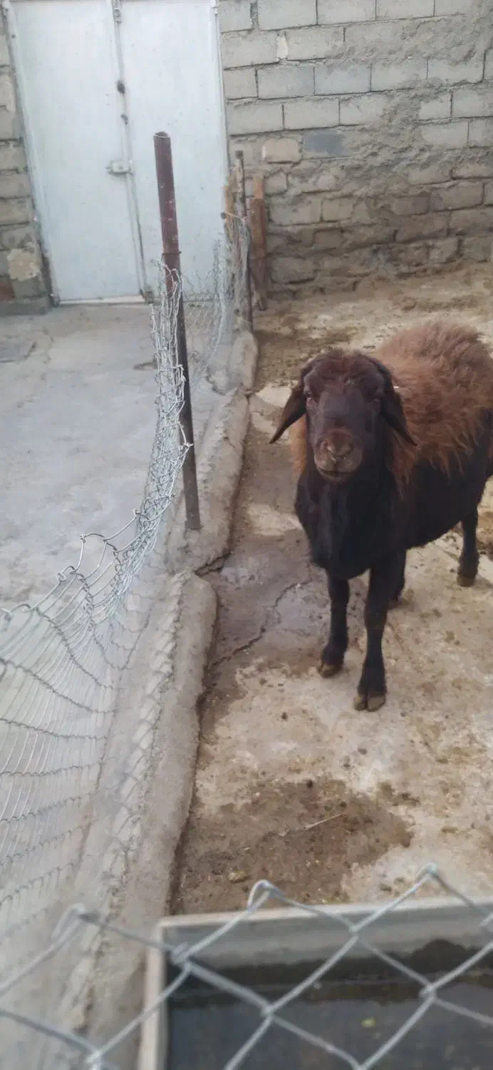 باسلام قوچ نژاددارجنس قره قزل|حیوانات مزرعه|زرین دشت (همدان), |دیوار