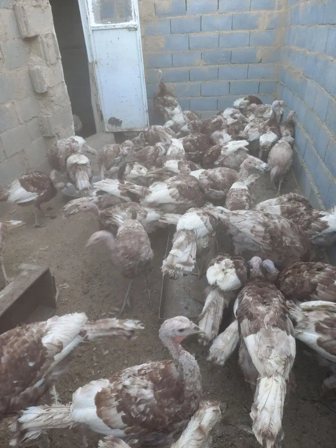 بوقلمون محلی|حیوانات مزرعه|سنندج, |دیوار