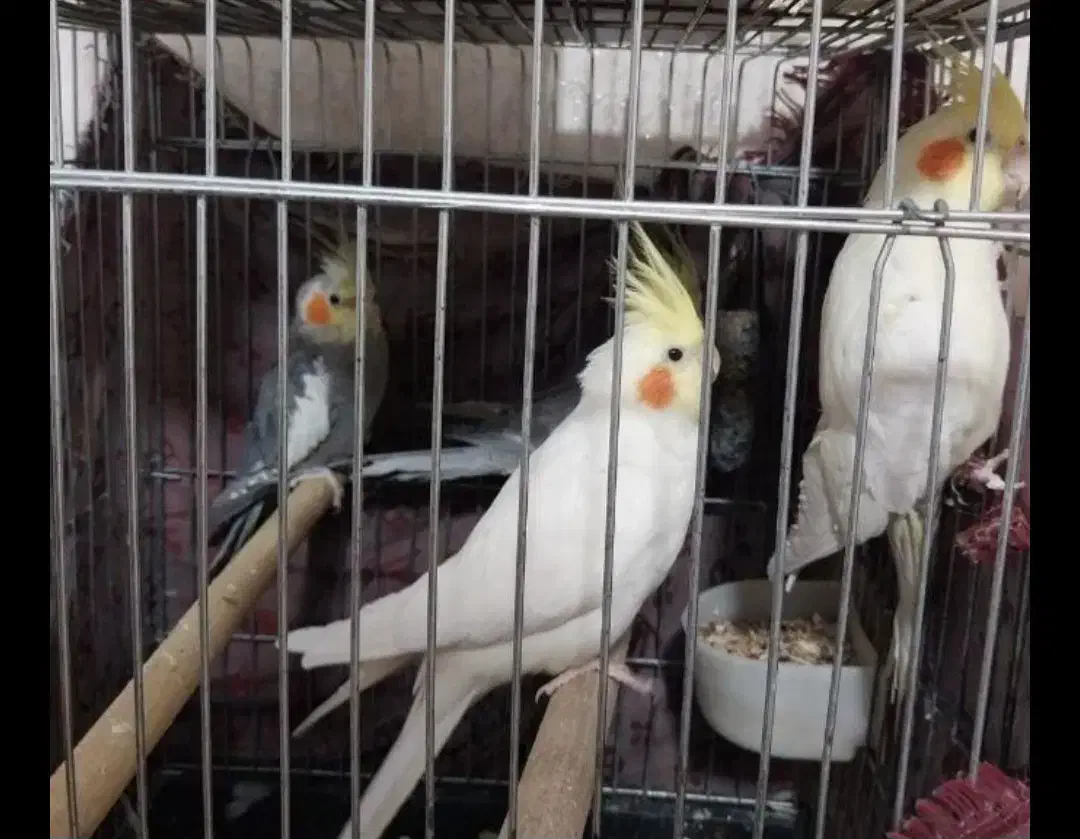 عروس هلندی|پرنده|ری, اقدسیه|دیوار