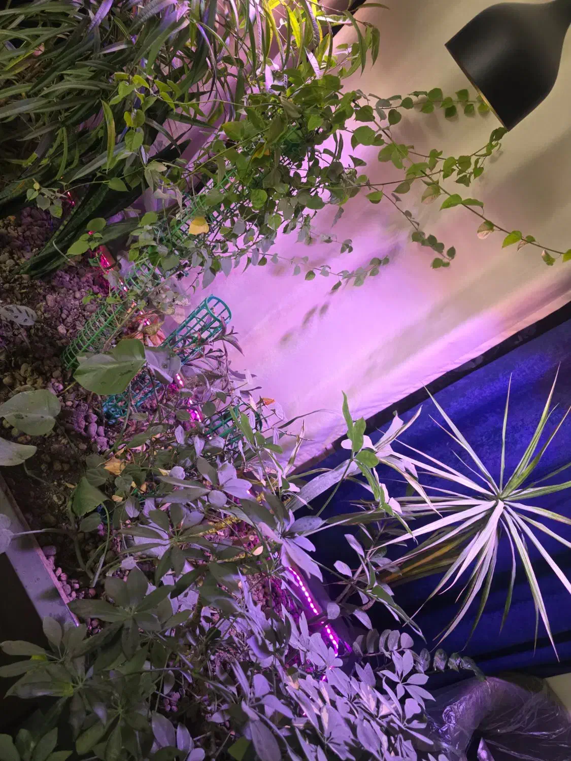 باکس گل وگیاه لاکچری|گل و گیاه طبیعی|مشهد, چهارچشمه|دیوار