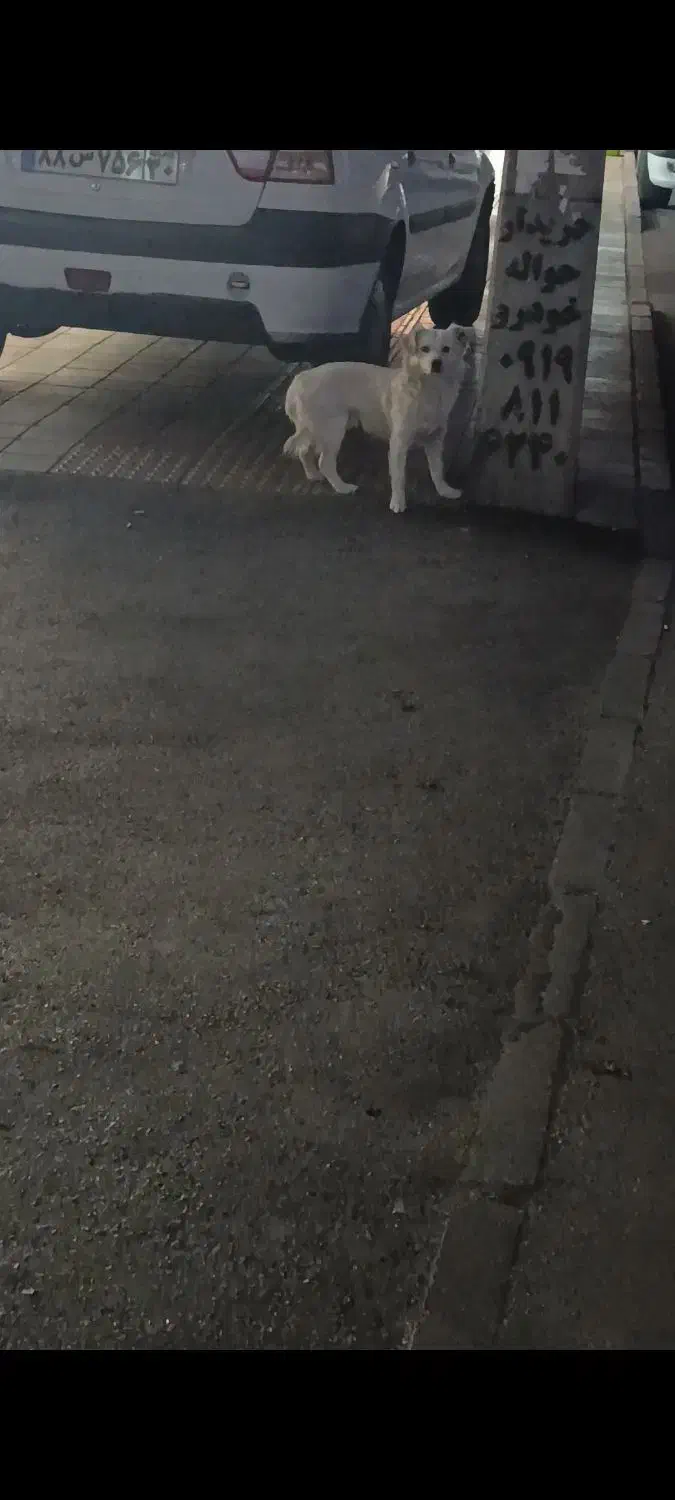 سگ گمشده در محدوده میانجاده باغستان|حیوانات|کرج, حیدرآباد|دیوار