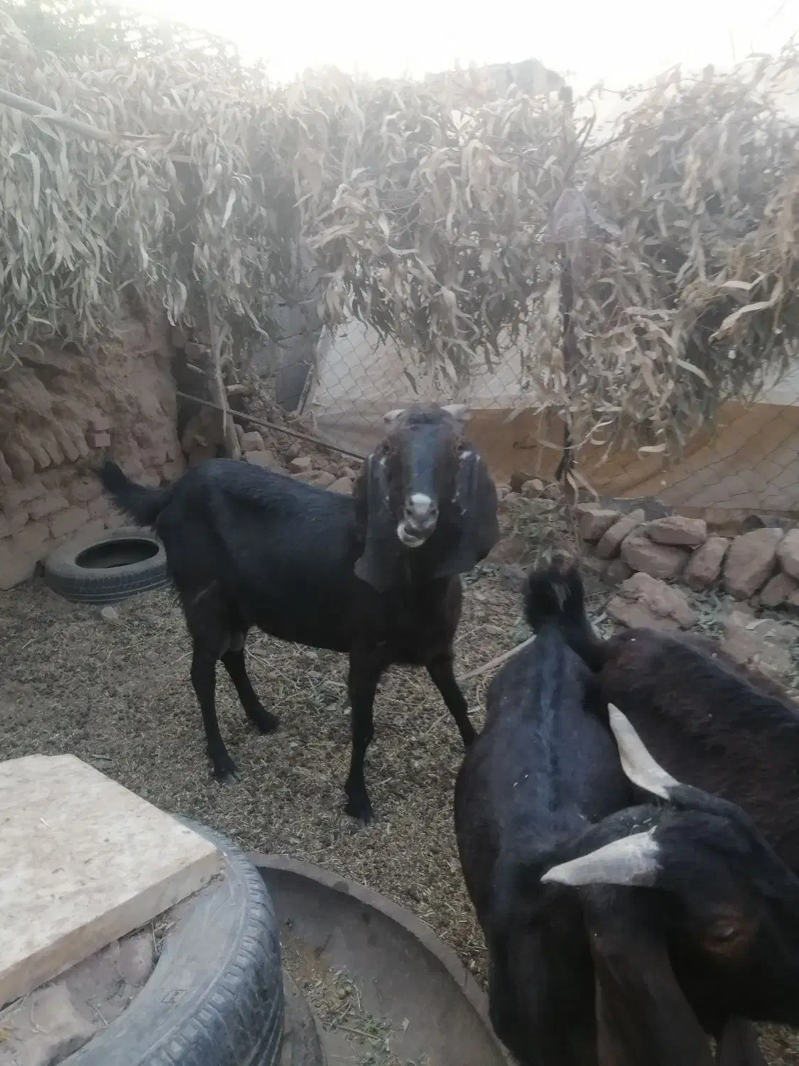 بز پاکستانی|حیوانات مزرعه|زرند, |دیوار