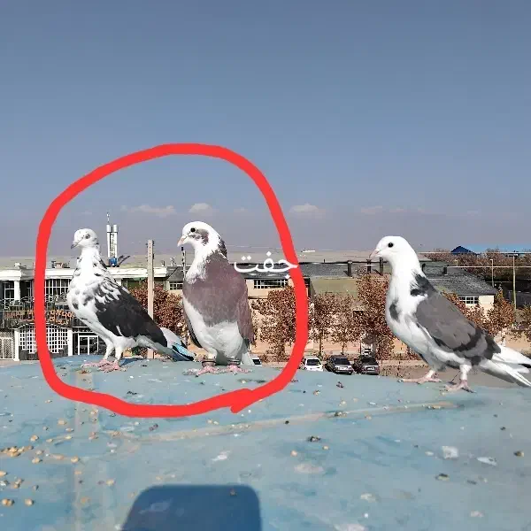 کفتر|پرنده|نظرآباد, شهرک صنعتی سپهر|دیوار