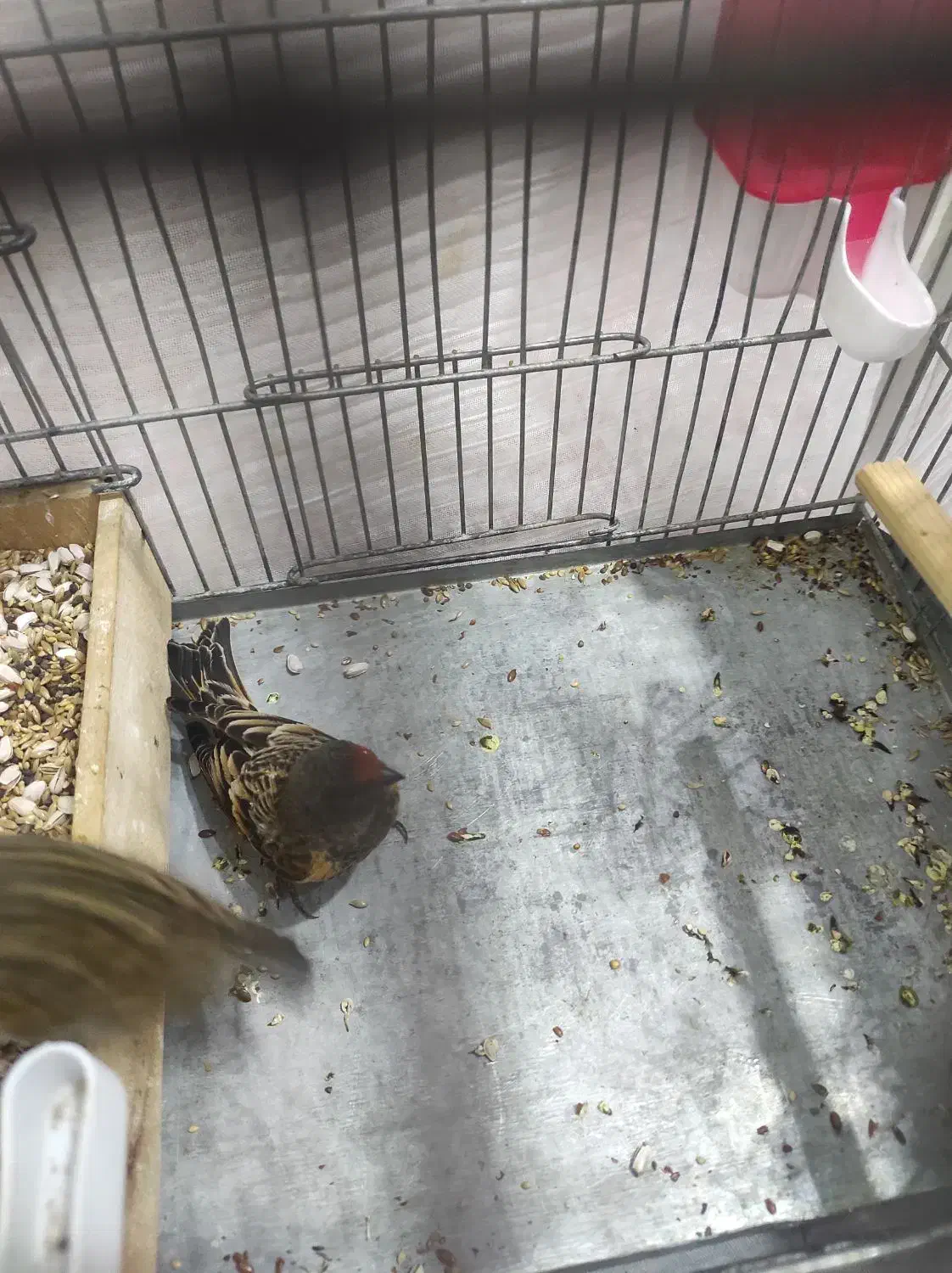 دوتا گلبسر گلدار|پرنده|بهار, |دیوار