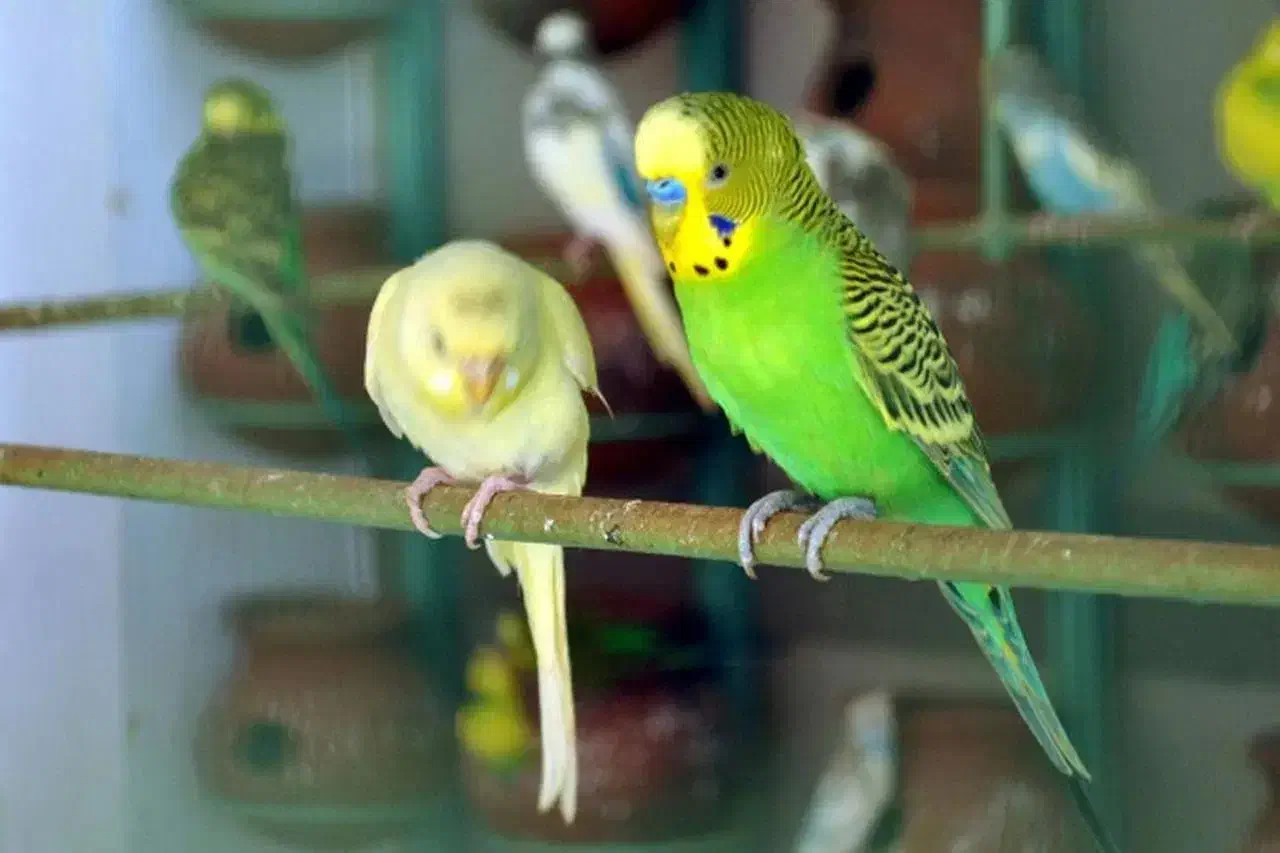 مرغ عشق|پرنده|جناح, |دیوار