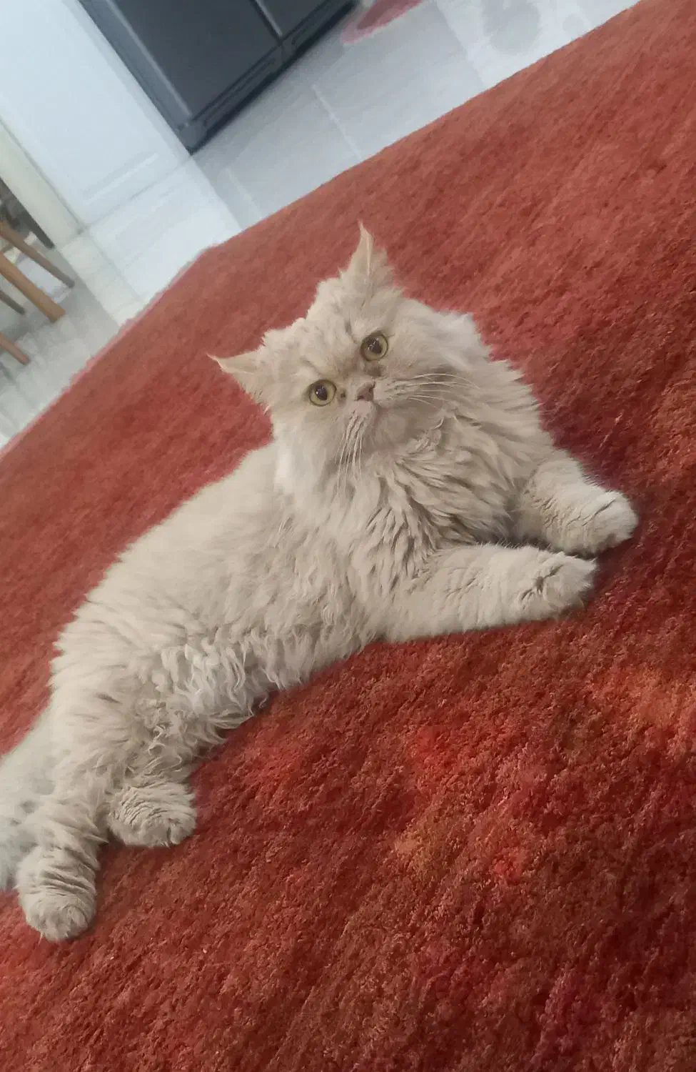 گربه پرشین|گربه|فردیس, قریشی|دیوار