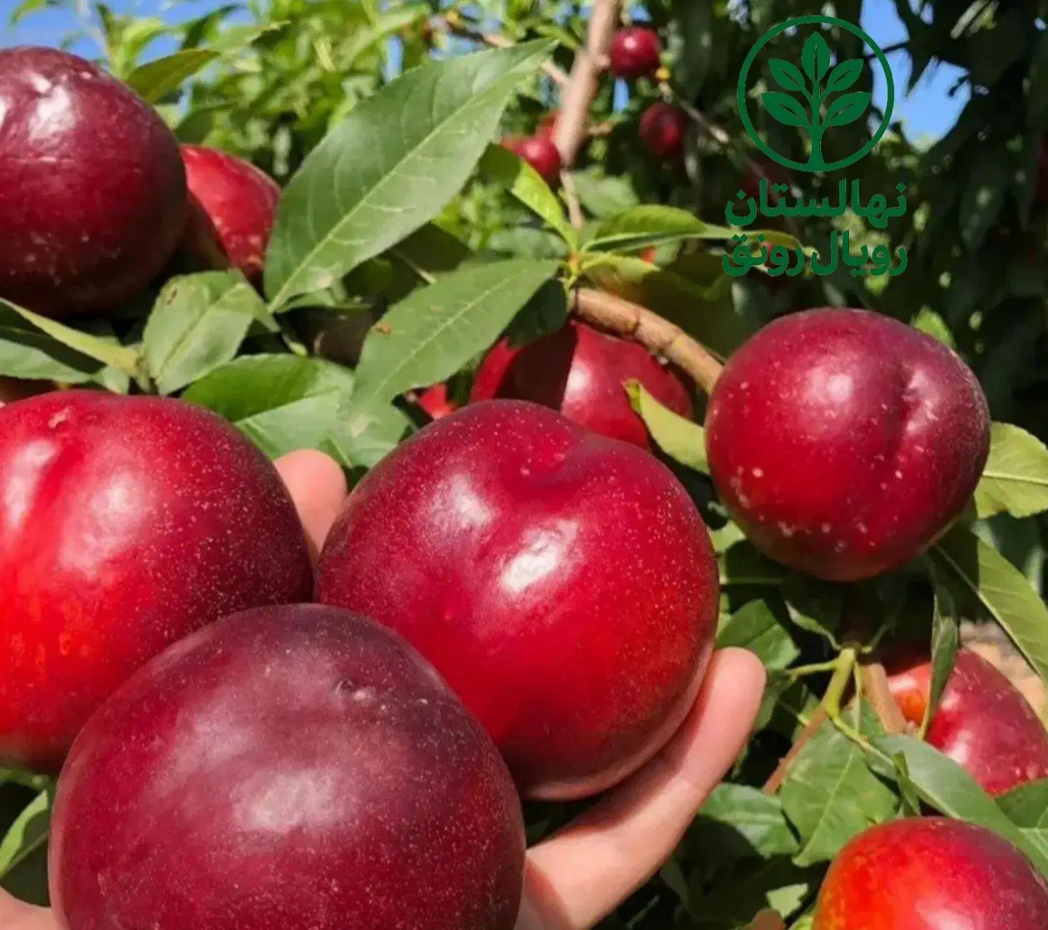 نهال شلیل های با کیفیت و اصلاح شده|خدمات باغبانی و درختکاری|رشت, منظریه|دیوار