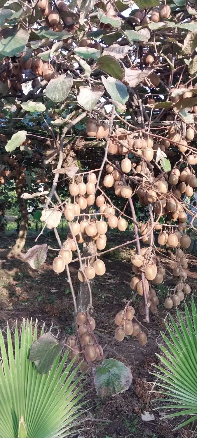 کیوی هایوارد|عمده‌فروشی|چابکسر, |دیوار