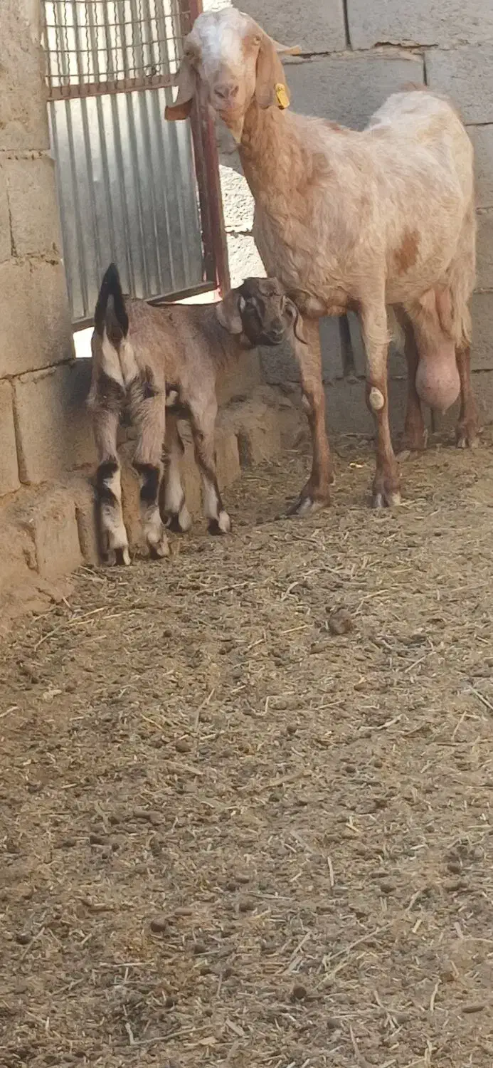 بزشیراوکره نرموقعیت بافق|حیوانات مزرعه|یزد, |دیوار