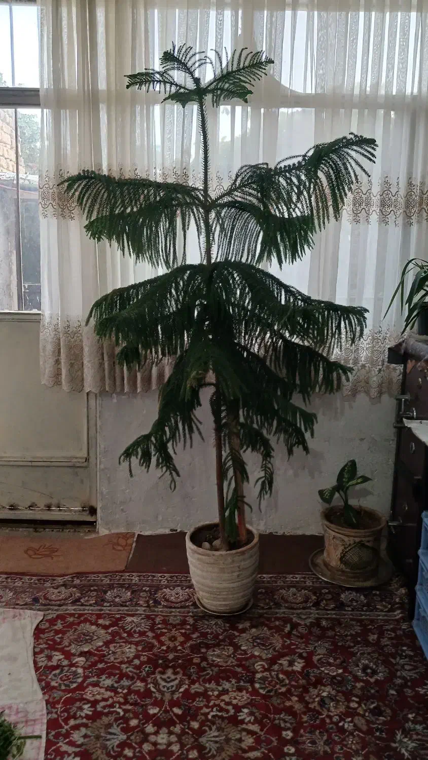 گل مطبق|گل و گیاه طبیعی|محمدیه-قزوین, |دیوار