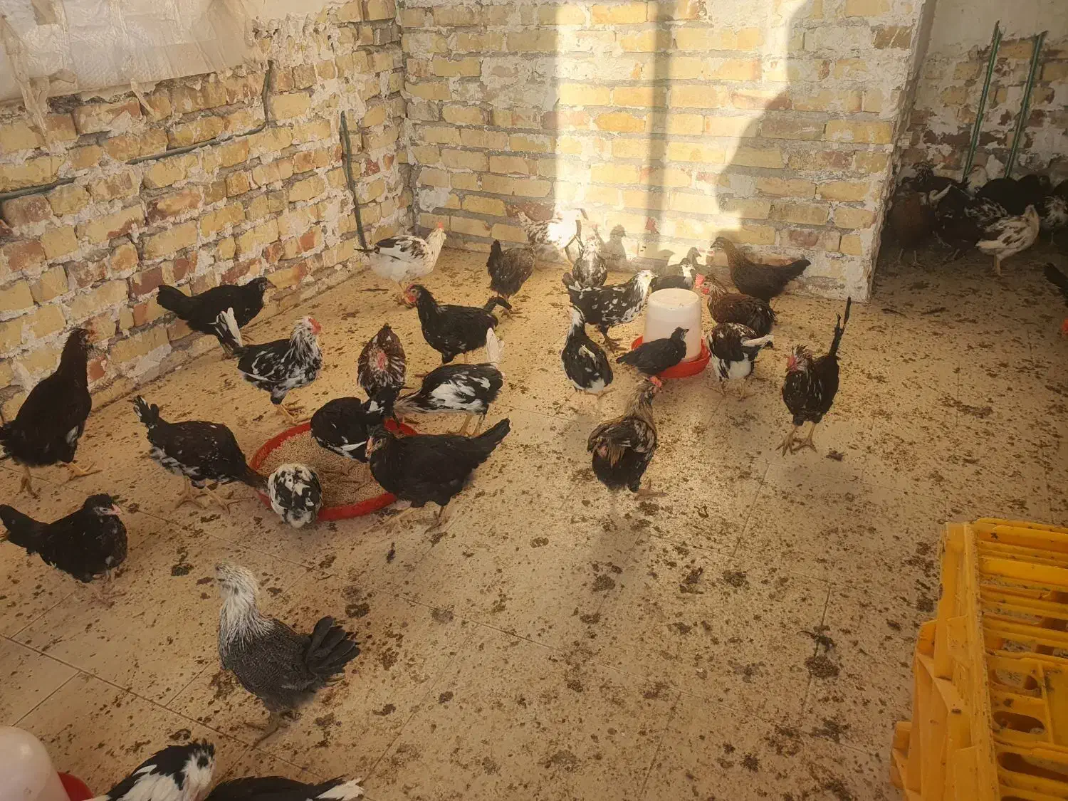 نیمچه مرغ و خروس گلین|حیوانات مزرعه|تهران, آهنگ|دیوار