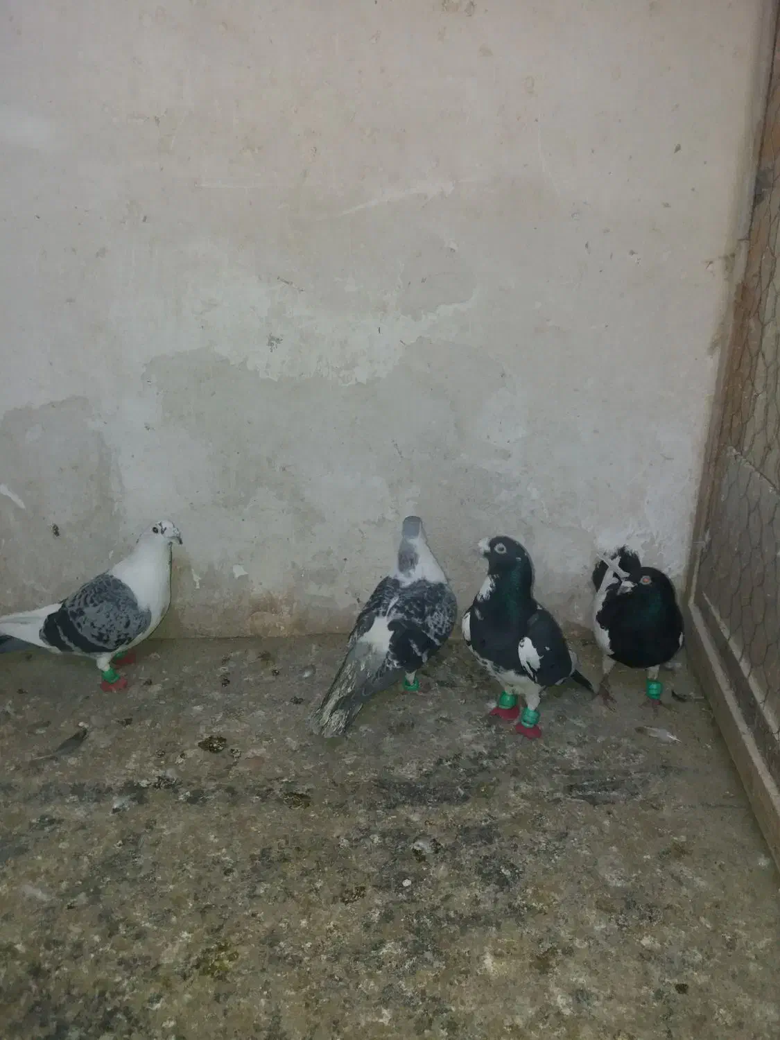 پرنده|پرنده|مشهد, ایثار|دیوار