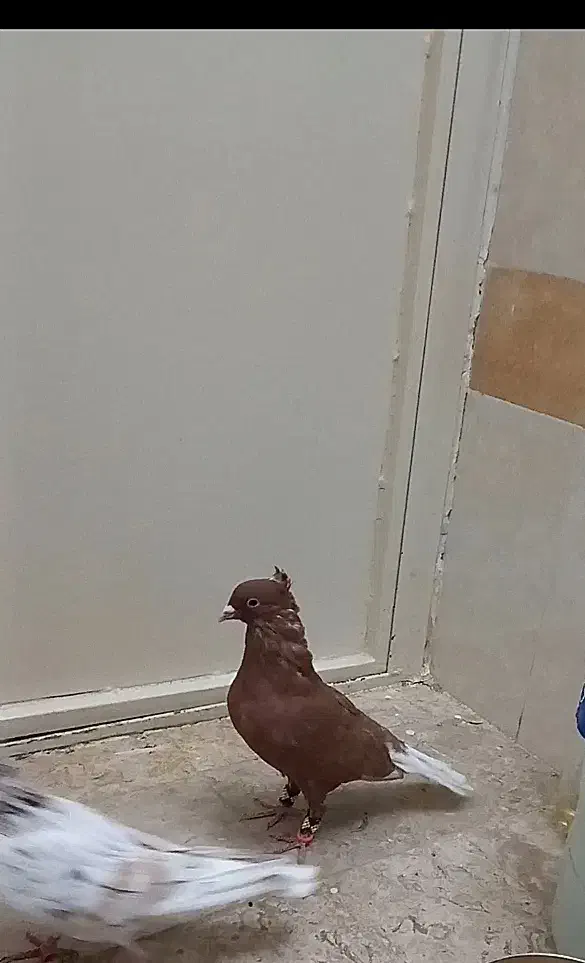 کفتر سرخ دم سفید نر و هفرنگ ماده|پرنده|سبزوار, گلشن|دیوار