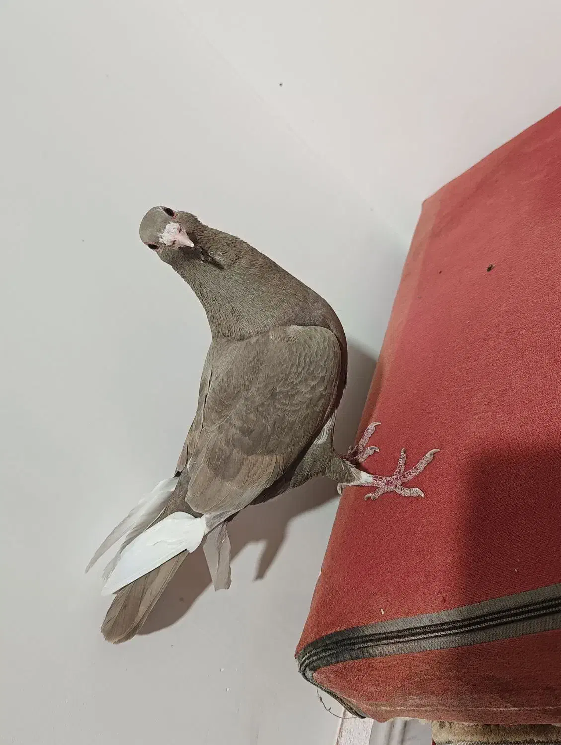 طوقی و پلنگ و زاغ|پرنده|نرماشیر, |دیوار